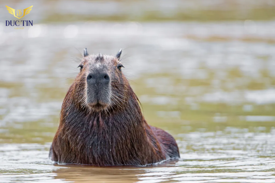 Capybara thường sống ở những nơi có thảm thực vật phong phú và nguồn nước dồi dào